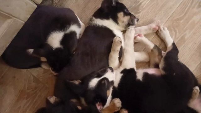 носики кожаные сопят🐕❤️🤗🏡🎉👍