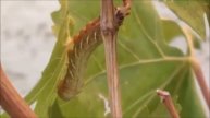 WHAT IS EATING YOUR GRAPE LEAVES? Achemon sphinx moth larva on Thompson Seedless grapevine!