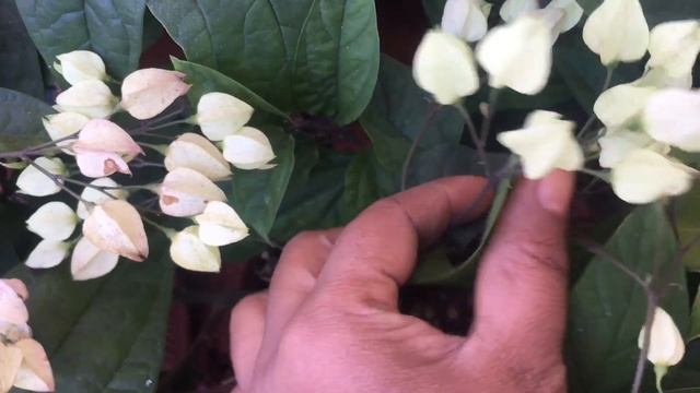 Summer ಪೂರ್ತಿ ಹೂವಿರುವಂತಹ ಕೆಲವು ಅಪರೂಪದ ಗಿಡಗಳು / wishbone flower/ kohleria/ Bleeding heart vine /