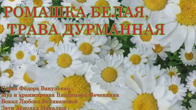 РОМАШКА БЕЛАЯ, ТРАВА ДУРМАННАЯ Лирическая застольная песня, которую хочется подпевать
