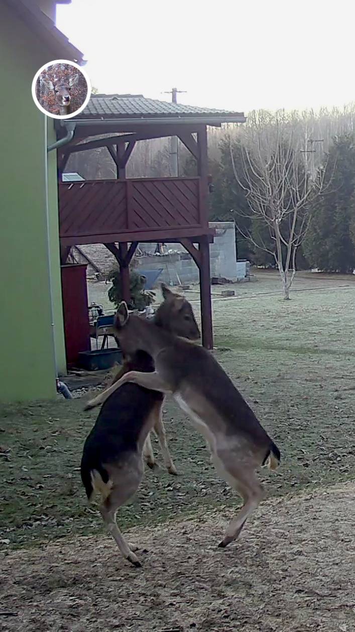 два олененка подрались  у нас во дворе #лань #животные #deervader