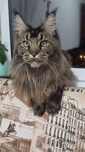 доброго сна, мы спать. #cat #котофейка #сева #животные  #видосыоткота #веселыекоты #прикольныекоты