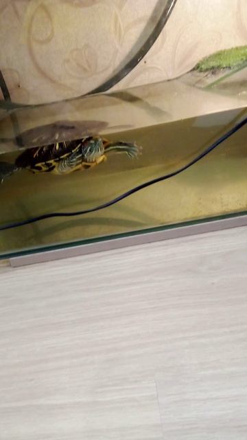 как понять что ваша домашняя черепаха заболела