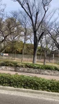 The trees are not blooming yet, so it looks like you can play billiards with the branches🌸🎱#sakura