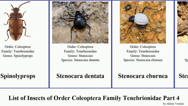 List of Insects of Order Coleoptera Family Tenebrionidae Part 4 strongylium tentyria pseudocistela