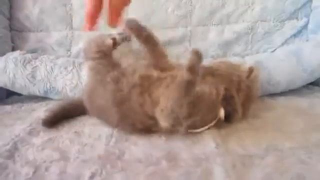 Британский длинношерстный котенок девочка Д р 26 05 13