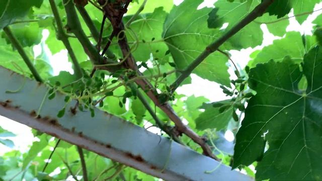 Жузумге касал тушпошлук учун кылынатурган иш