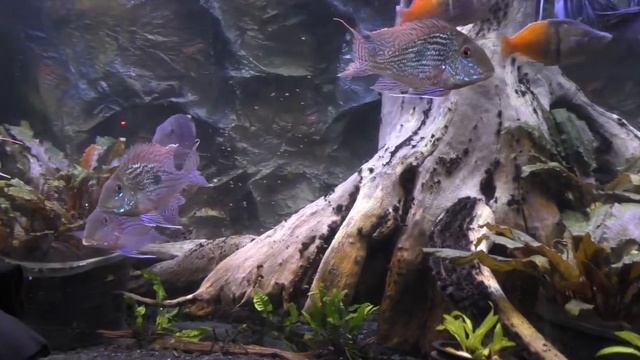 Boesemani Rainbows added to my Geophagus and Angelfish Aquarium
