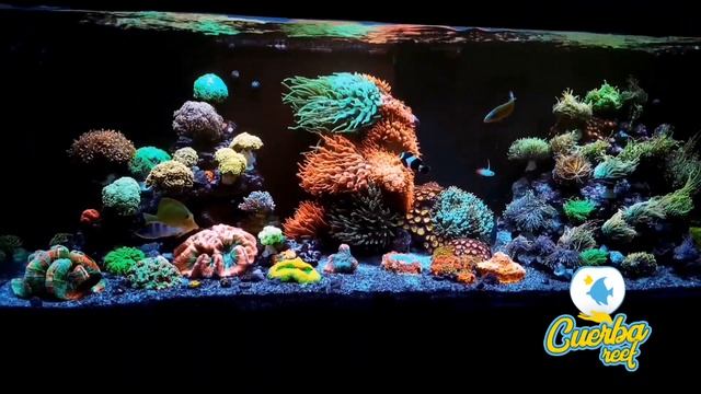 Stunning reef aquarium by Rodrigo Cuerba