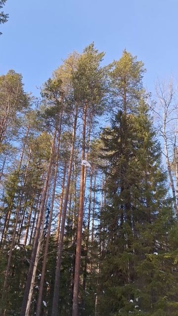 Прогулка по весенней тайге