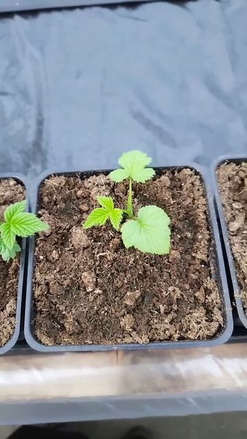 Малыши подрастают ☀️☀️☀️