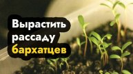Бархатцы на рассаду когда сажать в домашних условиях - садим бархатцы на рассаду дома