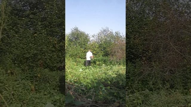 21.08.2021 покос кустов и высокой травы диском