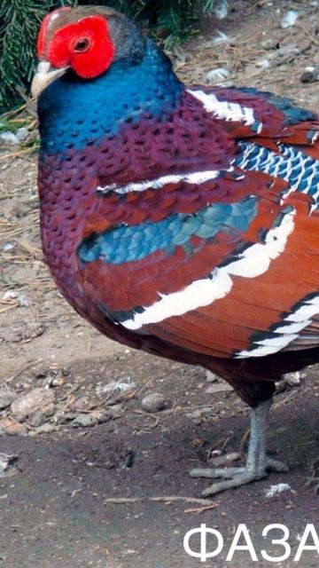 Открытка запись на инкубационное яйцо фазанов, куропаток, перепелов сезона 2025 года