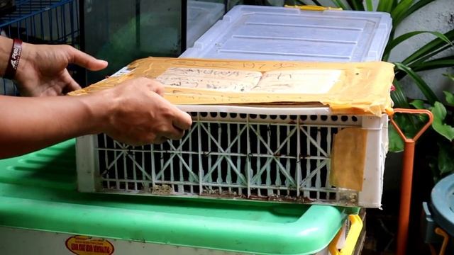 CARA PACKING ULAR AIR BESAR | Acrochordus javanicus