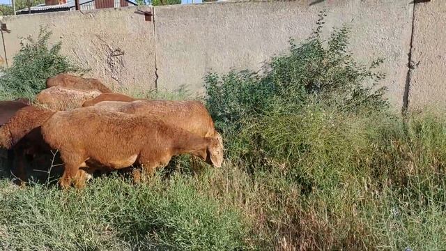 на продажу  гиссар-арашан. хороших кровей. матки и ярочки. тел 87052449930 подробности по телефону.