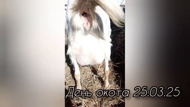 Коза Клякса