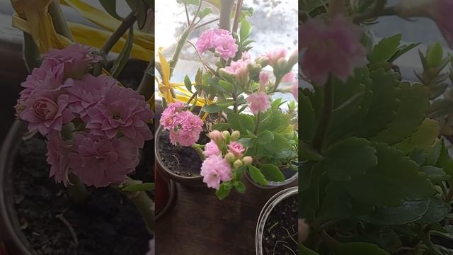 Цветёт каланхоэ! Суккулент на подоконнике