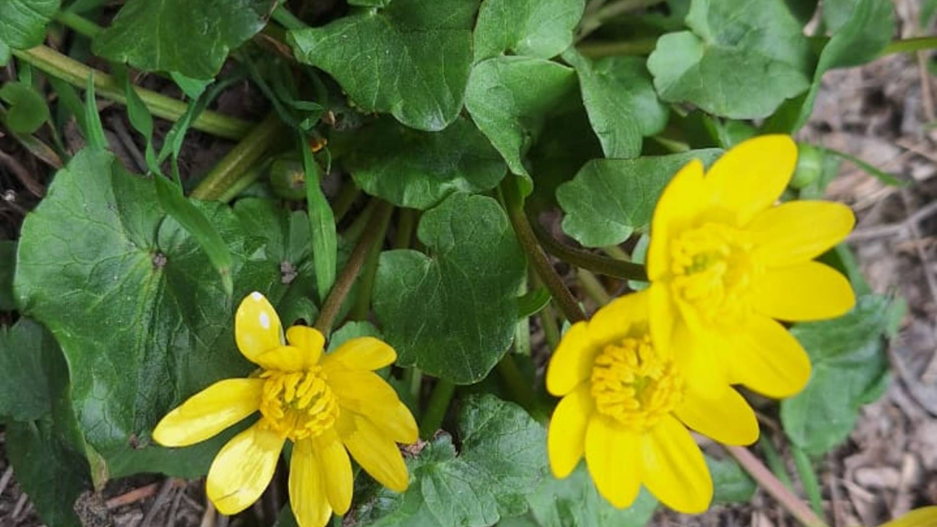 ХУДЕЕМ ЛЕГКО