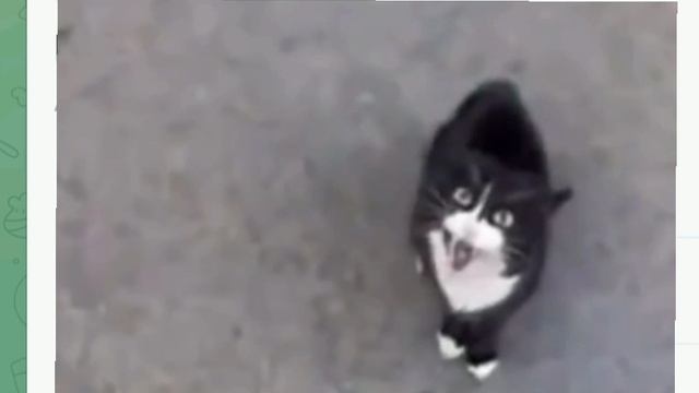 опросный лео (какой лучший кот)