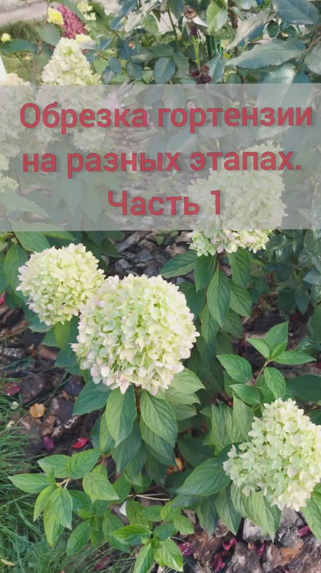 Обрезка гортензий. Часть 1
