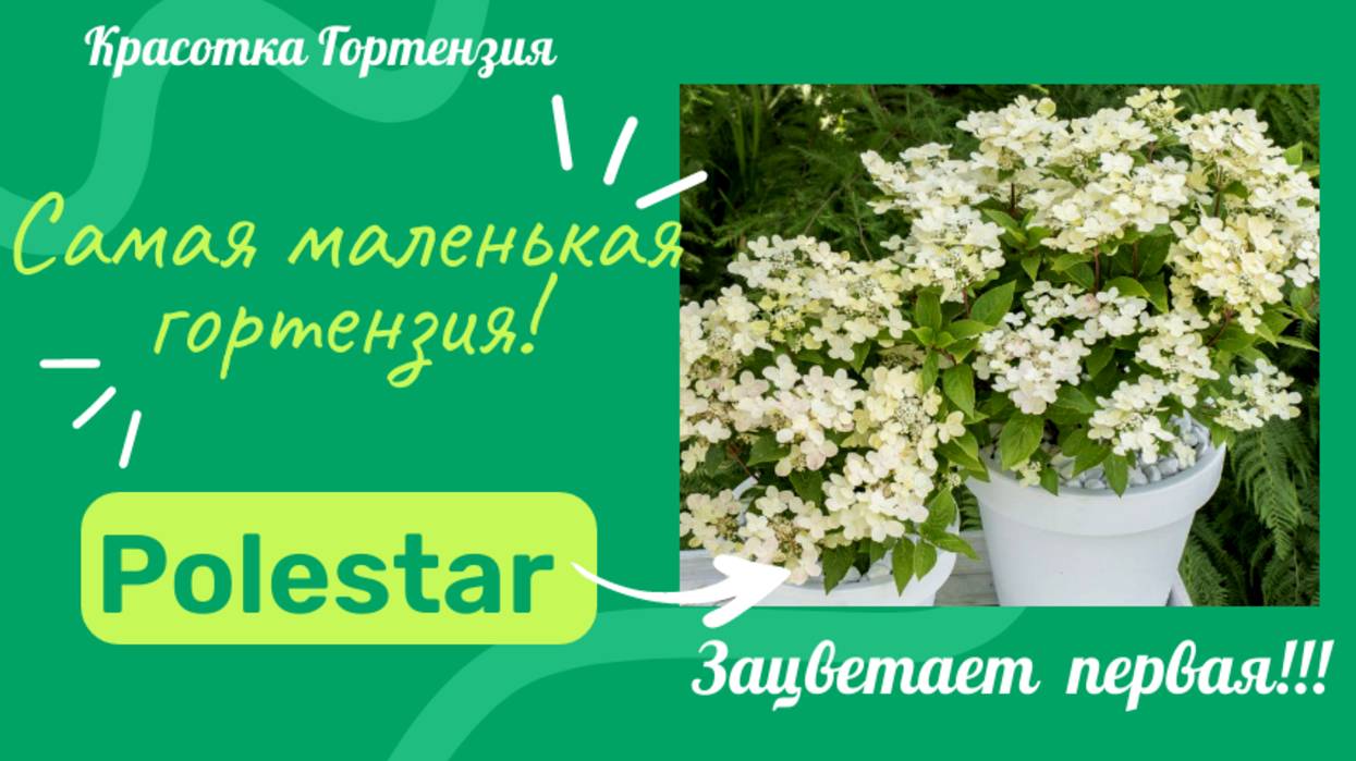 Polestar самая маленькая и раннецветущая метельчатая гортензия 🌿🌺😍