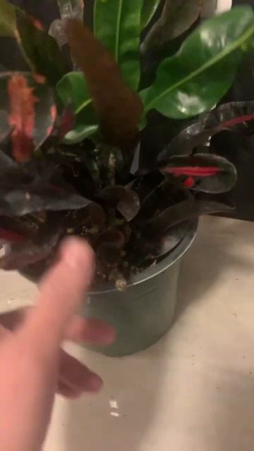 Beginner Botanist - New Garden Croton show