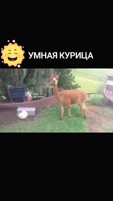 Животное! 😻 #Милота #Зверята #Дружок
