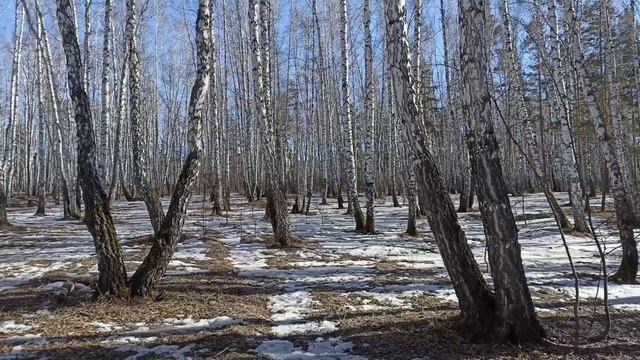 Весна пришла! Берёзки весной.Март.