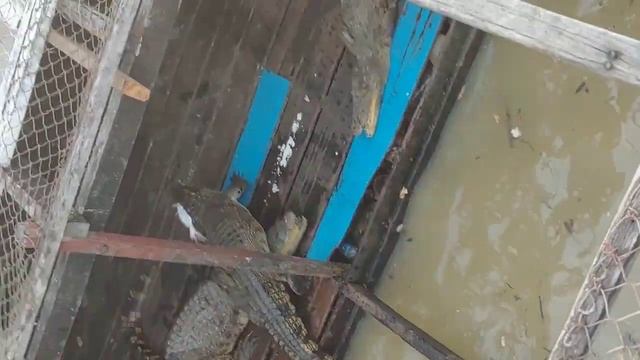 The beautiful Sunset plus Alligator's Feeding at Cambodia Tonle Sap River - part 3