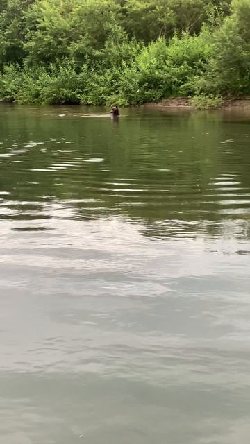 Когда медведи решили, что это их место для рыбалки… 🐻🎣😱
