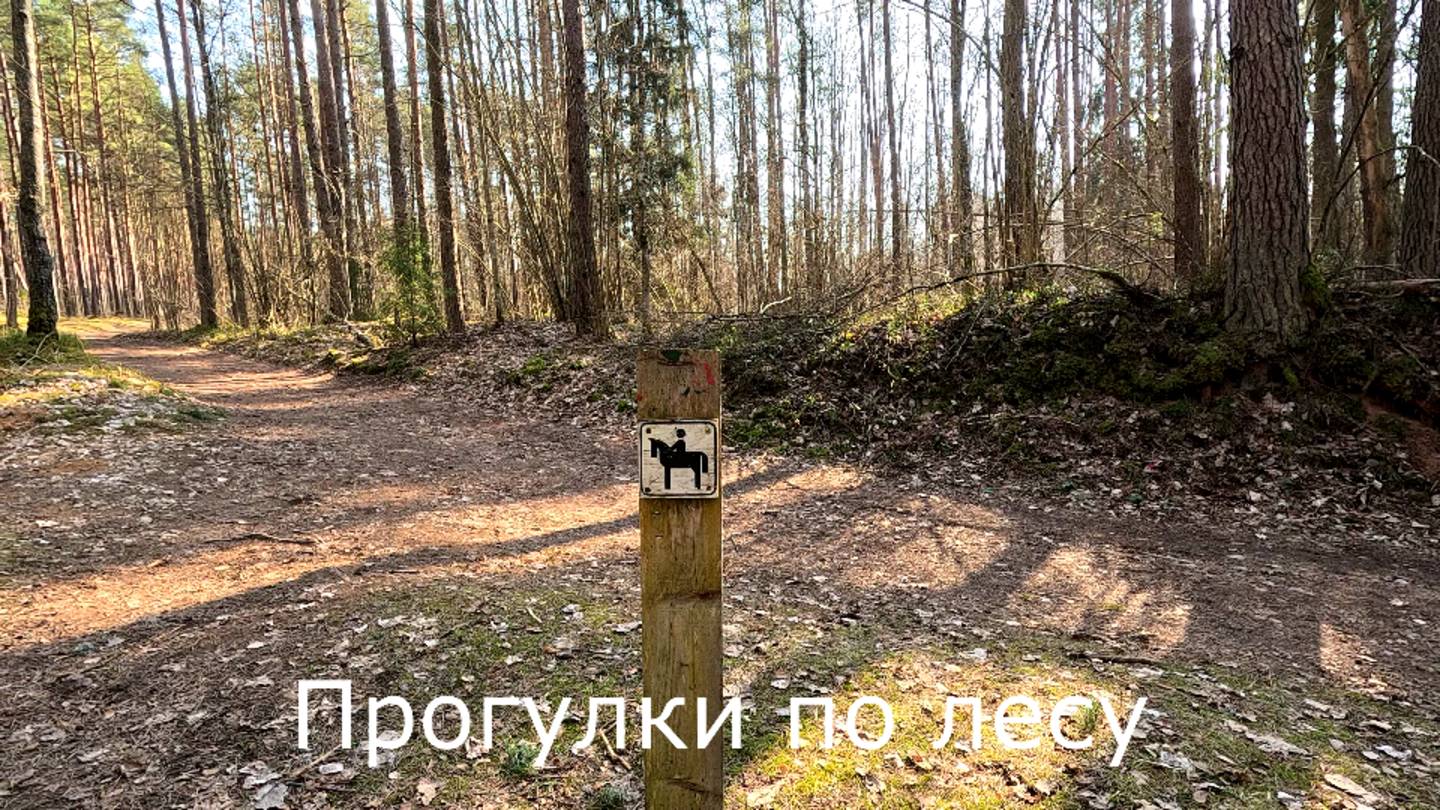 Прогулки по лесу. Погулял и иду домой.