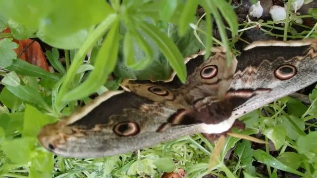 Saturnia pyri, the giant peacock moth, , giant emperor moth, or Viennese emperor