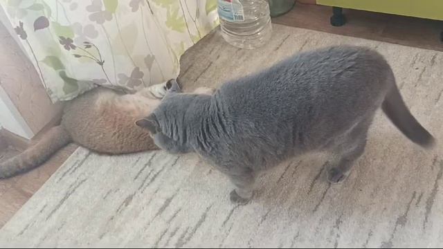 Кот Император знакомится с Принцессой!!!