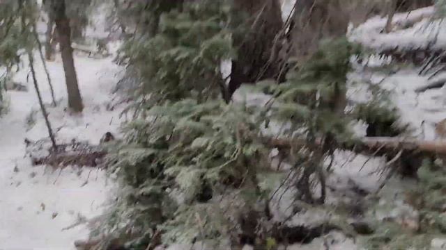 Hunting Region 8 BC | High Mountain Trail Cam Retrieve in Buck Country WOW!!!