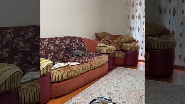 Вратарь. Хоккей. Кот