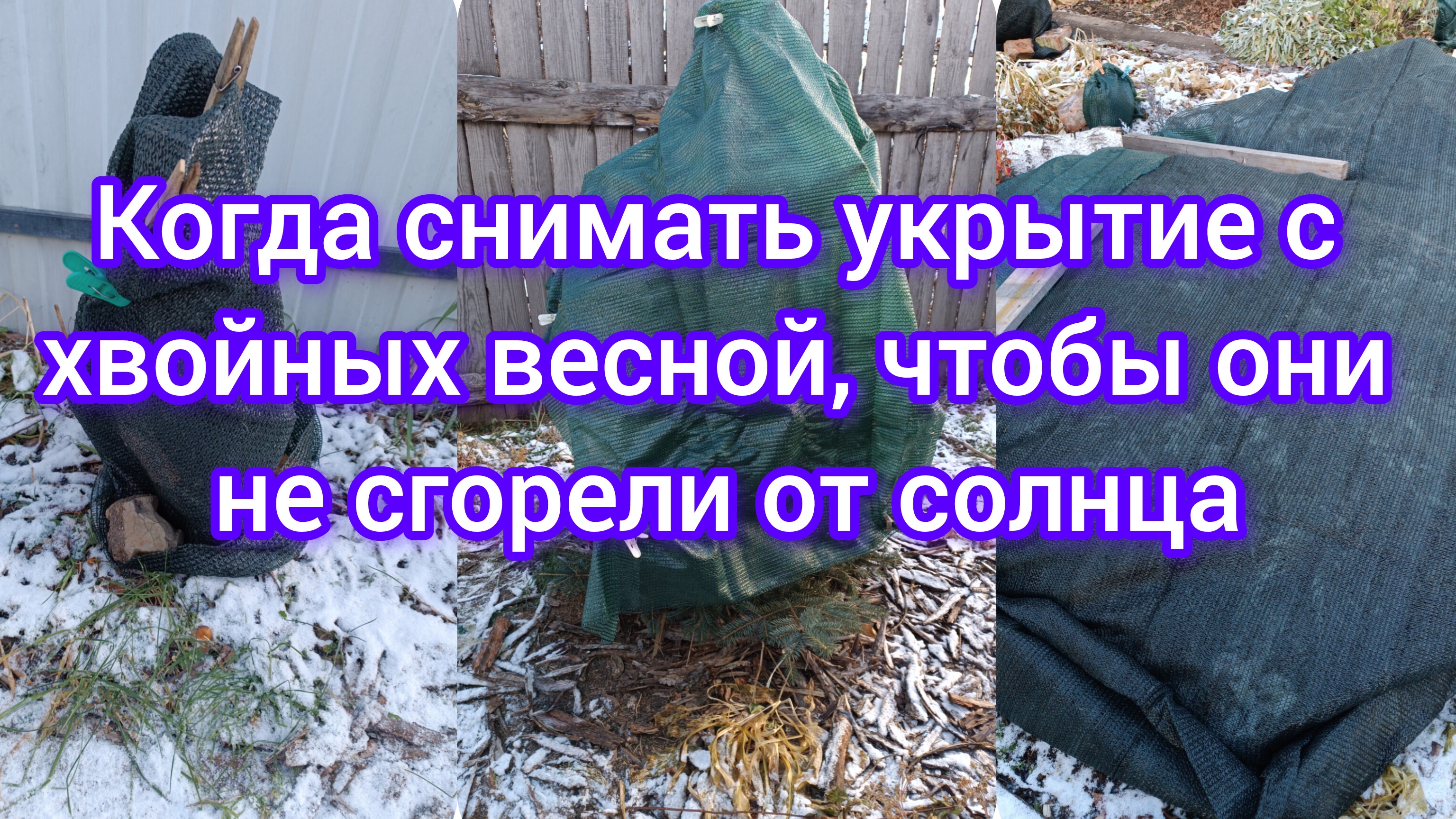Когда снимать весной укрытие с хвойных