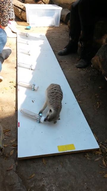 The Alexander Herp Lab's Scent-matching Meerkat