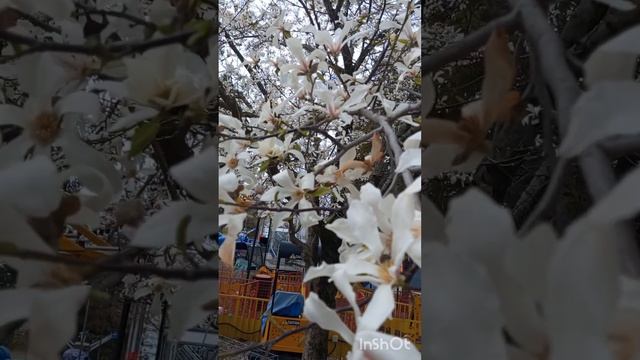 ВЕСНА, МАРТ, ЛАЗАРЕВСКОЕ, ЦВЕТЕНИЕ, ЛЮБОВЬ, СЧАСТЬЕ 2025