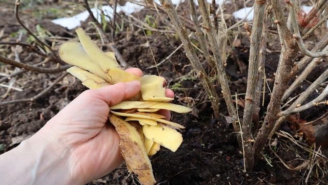 Смородина будет отборная крупная с 2х рублевик! Внесите это удобрение весной в марте апреле!