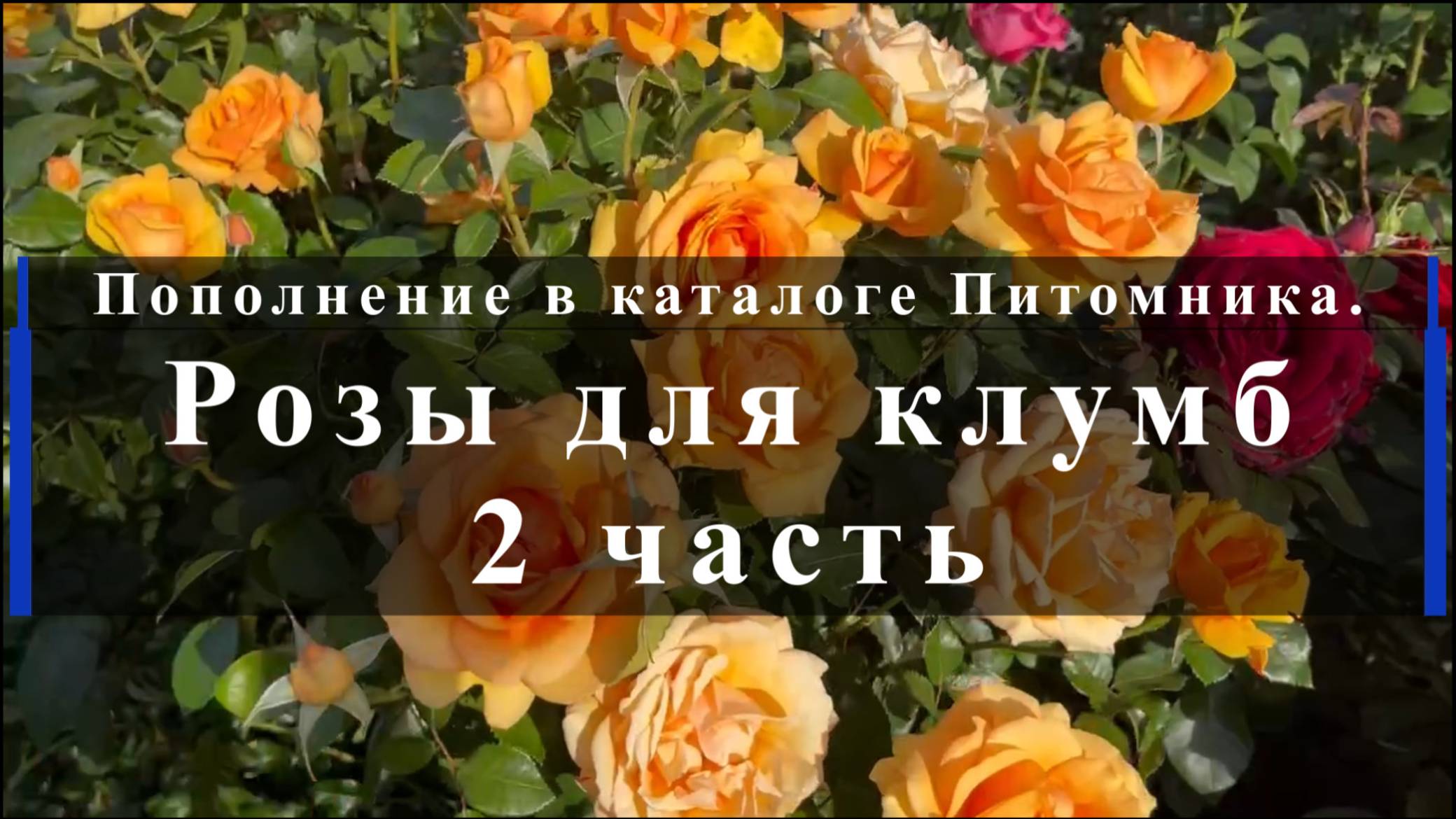 Пополнение в каталоге Питомника. Розы для клумб. 2 часть