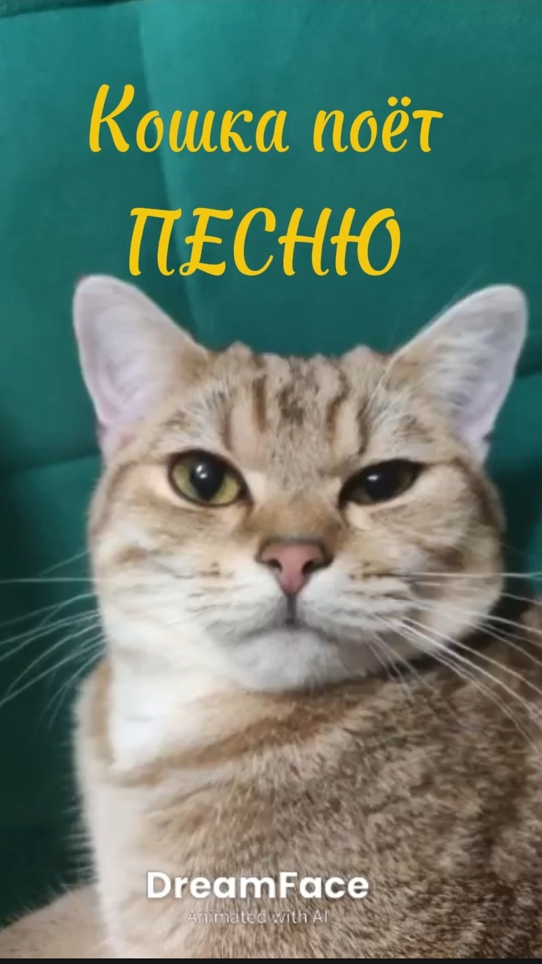 Кошка певица!🐱