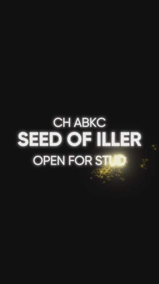 CHAMPION ABKC SEED OF ILLER!