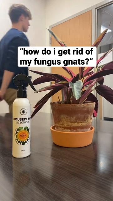 fungus gnats be gone with our plant spray!