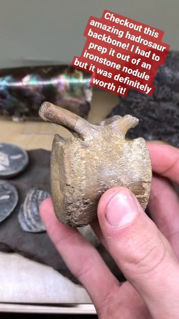 Fossilized Dinosaur Backbone from the Cretaceous!