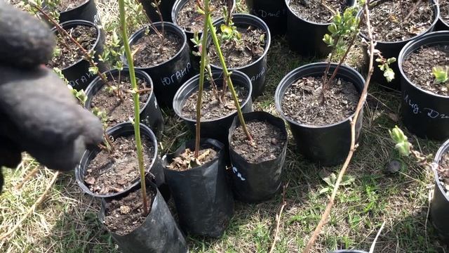 Жимолость, малина, голубика после холодной зимы.