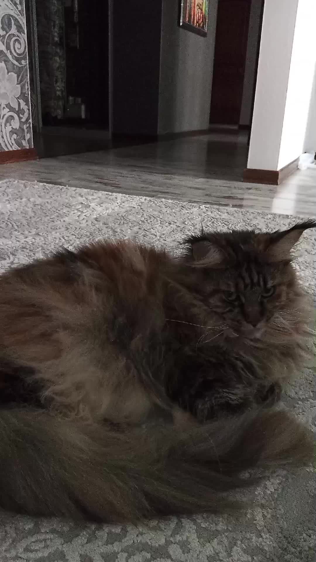 жасмин милота
