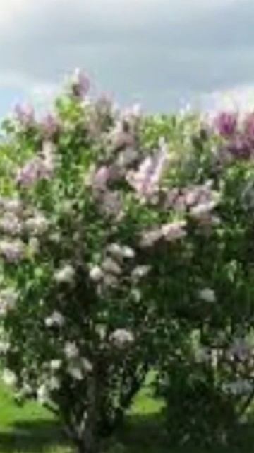 Сирень / Lilac