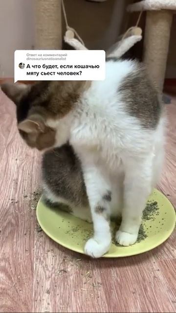 ЧЕЛОВЕК ПОПРОБОВАЛ КОШАЧЬЮ МЯТУ , ЧТО С НИМ БУДЕТ? #shorts