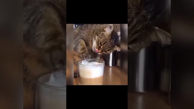 подборка смешных котиков